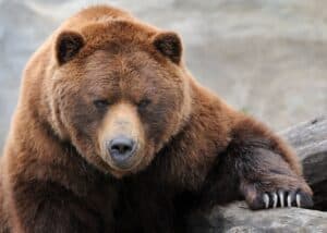 Adventures-Vacation-Bear-Button