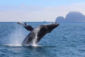 Alaska-All-Inclusive Alaska-All-Inclusive
