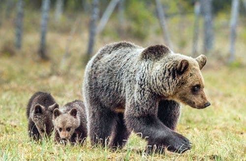 Bear-Viewing-Alaska-86c2f9ca mama bear and two cubs in Alaska