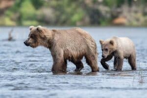 bears-2 bears-2