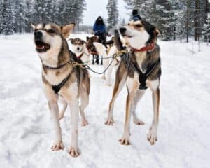 bigstock-People-On-Husky-Dogs-Sledding-197356249-1024x819