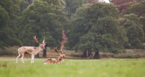 deers_park-1920x1025-1 deers_park-1920x1025-1