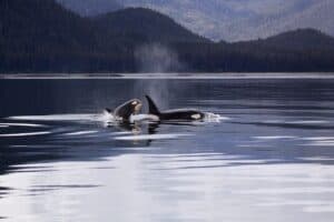 killer-whales-1945428_1280 killer-whales-1945428_1280