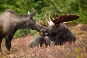 moose-591110_1920